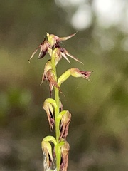 Genoplesium filiforme