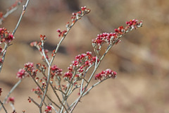 Eriogonum nummulare