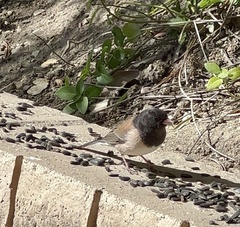 Junco hyemalis