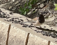 Junco hyemalis