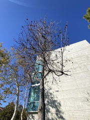 Liquidambar styraciflua