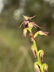 Genoplesium filiforme