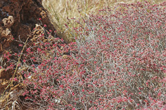 Eriogonum nummulare