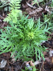Senecio bipinnatisectus
