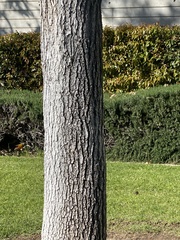 Liquidambar styraciflua