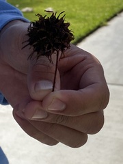 Liquidambar styraciflua