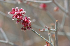 Eriogonum nummulare