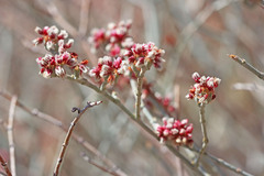 Eriogonum nummulare