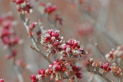 Eriogonum nummulare