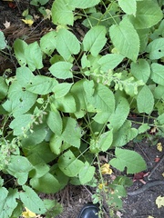 Salvia glutinosa