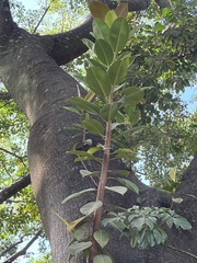 Ficus elastica