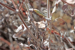 Eriogonum nummulare
