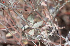 Eriogonum nummulare