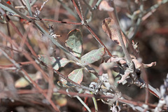 Eriogonum nummulare