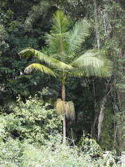 Archontophoenix cunninghamiana