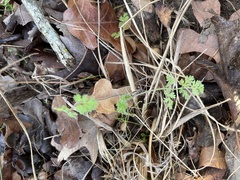 Chaerophyllum tainturieri