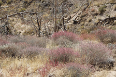 Eriogonum nummulare
