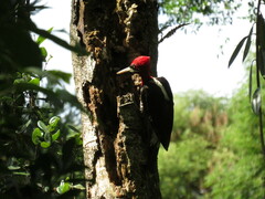 Campephilus robustus