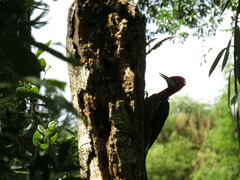 Campephilus robustus