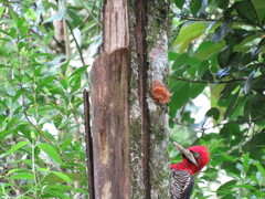 Campephilus robustus