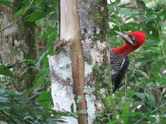 Campephilus robustus