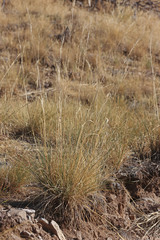 Hesperostipa comata comata