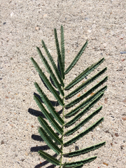 Leucaena pulverulenta