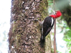 Campephilus robustus