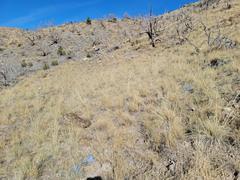 Hesperostipa comata comata