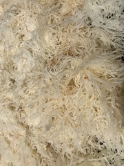 Chondrus crispus