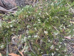 Platysace ericoides