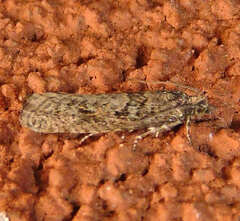 Epinotia celtisana