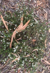 Platysace ericoides