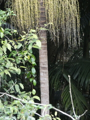 Archontophoenix cunninghamiana