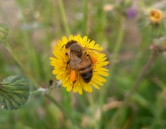 Apis mellifera