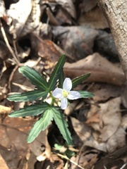 Cardamine concatenata
