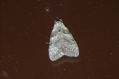 Nola harouni