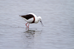 Cladorhynchus leucocephalus