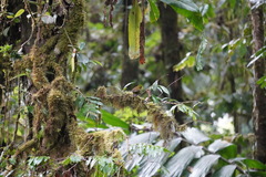 Tangara icterocephala