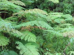 Cyathea arborea