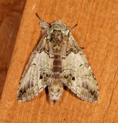 Macrurocampa marthesia