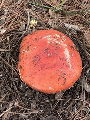 Amanita muscaria flavivolvata