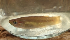 Fundulus chrysotus