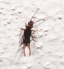 Nesogaster halli