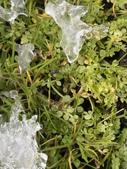 Limnanthes macounii