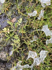 Limnanthes macounii