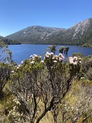 Melaleuca squamea