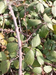 Rubus ulmifolius