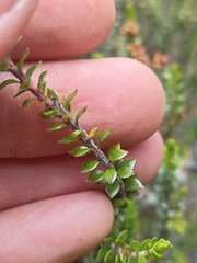 Epacris alpina