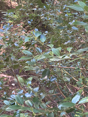 Atherosperma moschatum